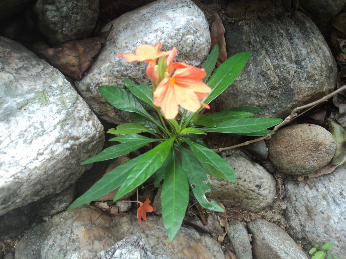 Crossandra infundibuliformis subsp. arida L.H.Cramer
